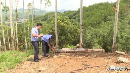 武宣警方雷霆出击，连破六起滥伐林木案，守护绿色家园