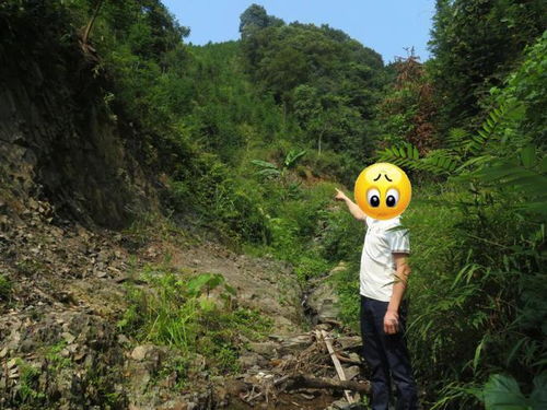 三江盗伐林木案 潜逃四年的“森林幽灵”终落法网