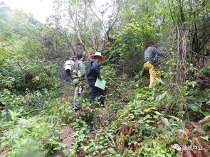 盗滥伐林木大案 村主任“犯浑”终入牢狱