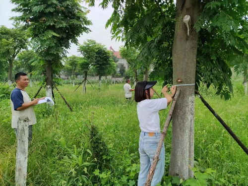 长江河道管理局公安分局 全力以赴，扎实推进林木普查工作