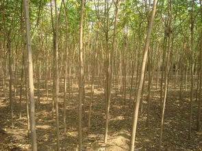 点燃绿色未来 探索山东林木种子批发与绿化林木种子的产业力量