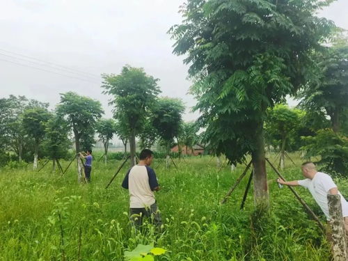 长江河道管理局公安分局 全力以赴推进林木普查，守护河道绿色生态屏障