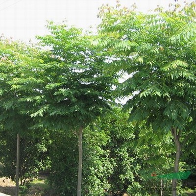 林木的价值与挑战