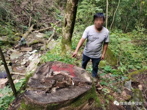近日,康南大队连续破获三起盗伐林木案