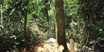 珲春森林公安局森侦大队连破四起重大盗伐林木案，守护绿水青山